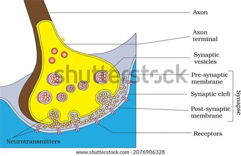 Synaptic Terminal Diagram