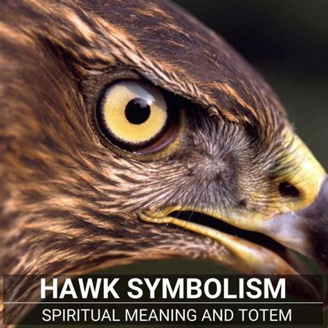 Hawk Meaning - The Guide To The Spiritual Symbolism Of The Hawk