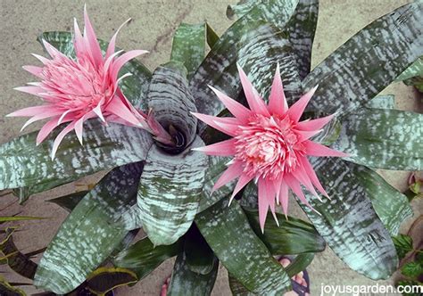 Caring For Bromeliads: What You Need To Know To Grow Them Indoors