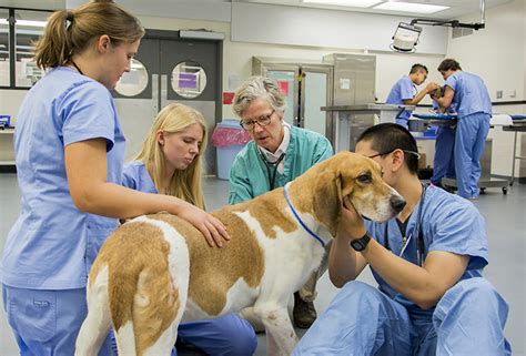 The 20 Best Veterinary Schools In USA For 2024 - College US