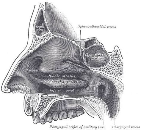 Nasal meatus - MEDizzy