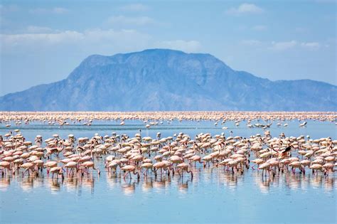 5 days Serengeti and Lake Natron safari | Serengeti Tours | Tanzania