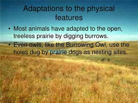 PPT - GRASSLANDS PowerPoint Presentation, free download - ID:3095786