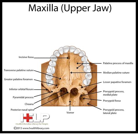 Maxilla (Upper Jaw) | Dental anatomy, Dental hygiene school, Dental ...