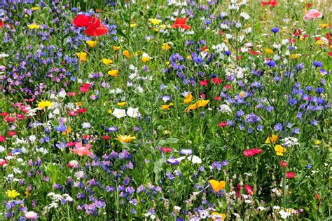 Wildflower Season WA: Find Australian Native Wildflowers 2023