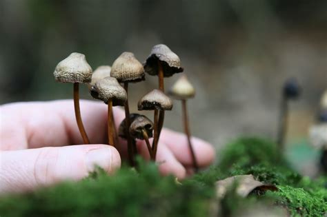 Magic Mushrooms - Understanding the Types and Effects | Rehab Guide