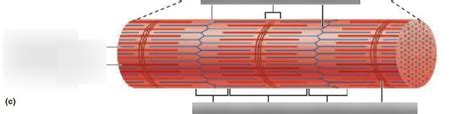 myofibril Diagram | Quizlet