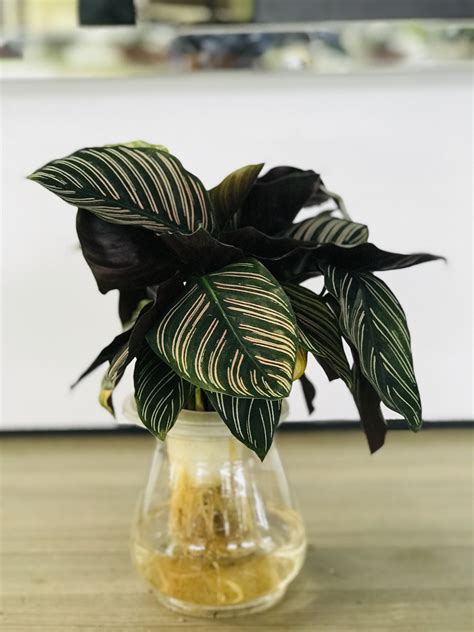 Calathea Ornata - Self Watering Pot - indoor plants | Plantshop.me