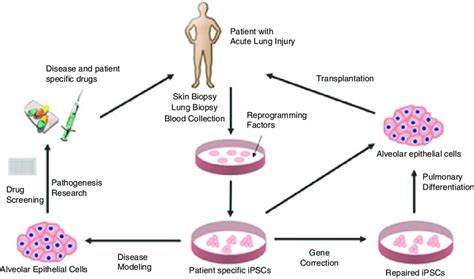 3 Potential applications of induced pluripotent stem cells for liver ...