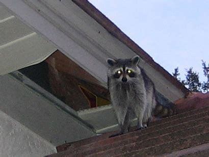 How to Kill Raccoons - Is Poison the Answer?