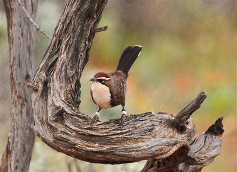 Babbler bird falls into climate change trap