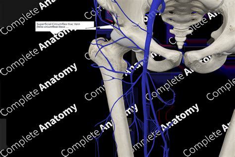 Superficial Circumflex Iliac Vein | Complete Anatomy