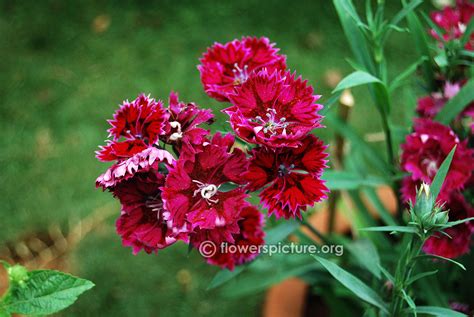 Dianthus varieties