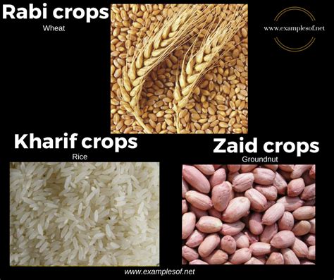 Example of Rabi crops, Kharif crops and Zaid Crops | ExamplesOf.net