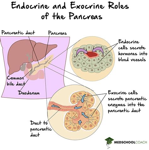 Endocrine Gland Vs Exocrine Gland