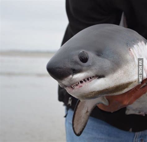 Enough puppies and kittens here is great white shark baby - 9GAG