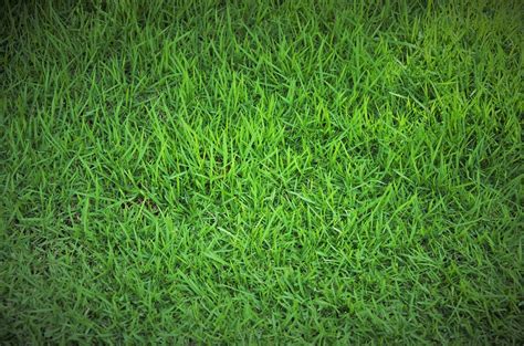 5 Spring Lawn Care Tips: Get a Jump on Green Grass | The Meadows