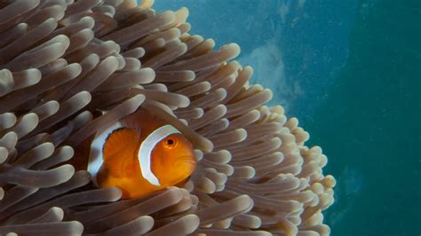 Symbiosis: Amazing Animal Interactions Under Water! | Borneo from Below ...