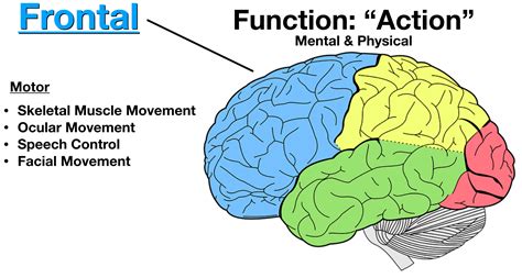 How the brain controls facial expressions – Telegraph