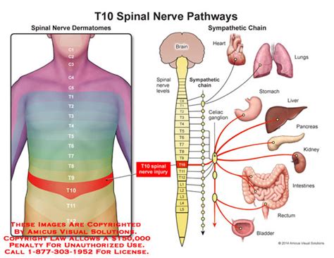 T10 Spinal Nerve Pathways