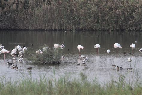 Greater Flamingo IMG_3664 | Greater Flamingo (Phoenicopterus… | Flickr