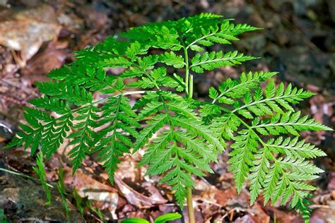 Botrychium virginianum (Common Grape Fern, Rattlesnake Fern) | North Carolina Extension Gardener ...