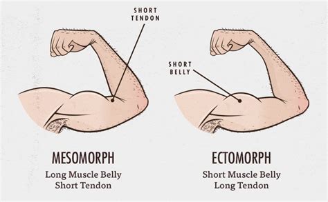 what-body-type-muscle-belly-tendon-length-ectomorph-mesomorph ...