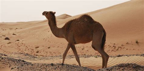 30 Most Incredible Facts About Camels - The Fact Site