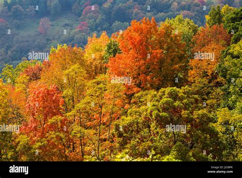 Autumn fall leaves in the Monongahela National Forest, Allegheny Mountains, West Virginia, USA ...