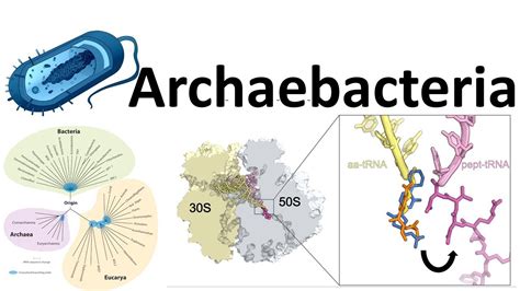 Archaebacteria introduction - YouTube