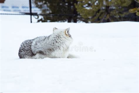 A Wolf is Laying Down with the Snow in the Winter in the Relax Time ...