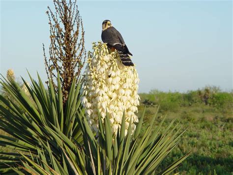 Aplomado Falcon Restoration | The Peregrine Fund