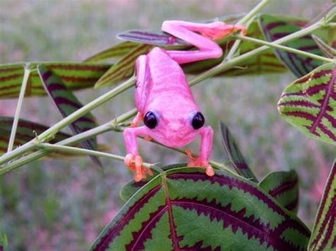 Pink Red Eyed tree frog/this is one of the cutest little jewels , I | Red eyed tree frog, Tree ...