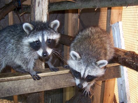 The Laughing Raccoon: Dancing babies!