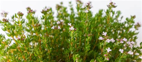 Growing Thyme From Cuttings | Tips for Propagating Thyme Plants