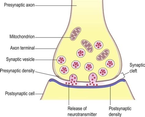 Synaptic transmission | Neupsy Key