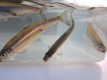 Endangered Delta Smelt May Be Extinct - capradio.org