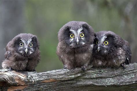 Boreal Owl - Aegolius funereus | Wildlife Journal Junior