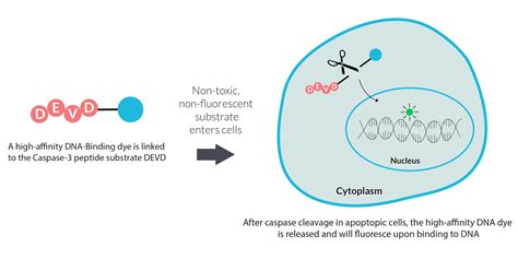 NUCVIEW® CASPASE-3 SUBSTRATES | ATLANTIS BIOSCIENCE