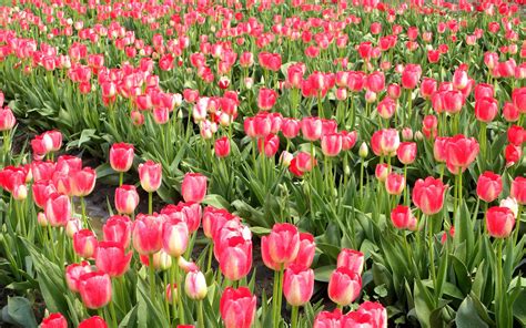 Pink tulip field wallpaper | nature and landscape | Wallpaper Better