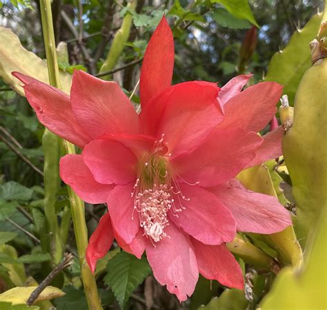 Epiphyllum No301L - Roraima Nursery