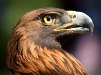 Golden Aquila Stock Photos - FreeImages.com