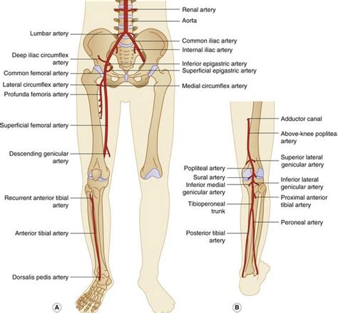 Duplex assessment of lower-limb arterial disease | Radiology Key