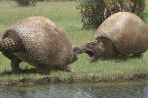 Glyptodon Facts, Habitat, Diet, Fossils, Pictures