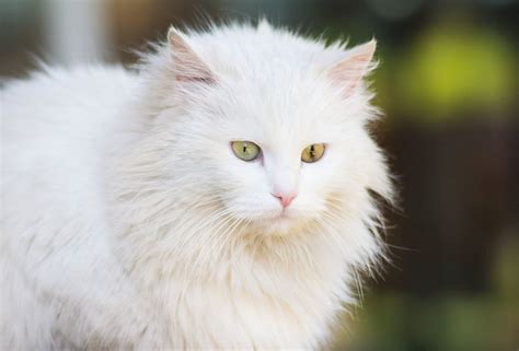 White Cat Facts: 8 Reasons Why All White Cats Are Awesome