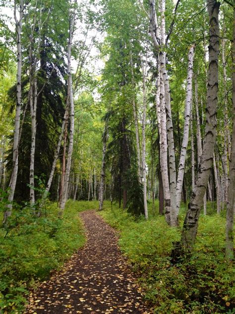 The forest in Fairbanks, Alaska. One of my favorite trails | Природа ...