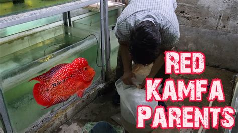 RED KAMFA FLOWERHORN for BREEDING | Quality Flowerhorn Breeding Setup ...