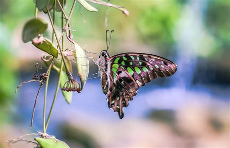 Tailed Jay Butterfly (2) | Taken at Butterfly World, Preston… | Flickr