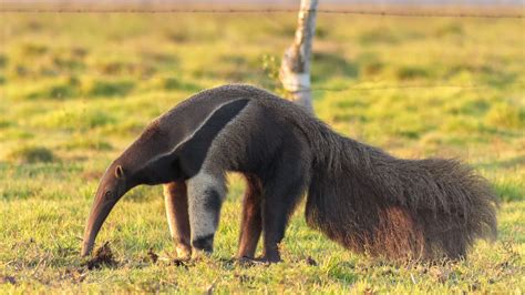 An Anteater's Tongue Can Be 2 Feet Long! Plus 7 Other Peculiar Anteater ...