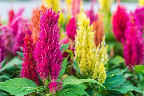 Celosia 'Woolflower' Care & Growing Tips | Horticulture.co.uk